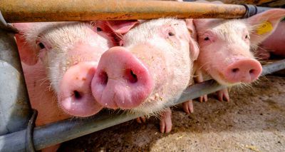 Vet responds to Prime Minister's pig cull comments